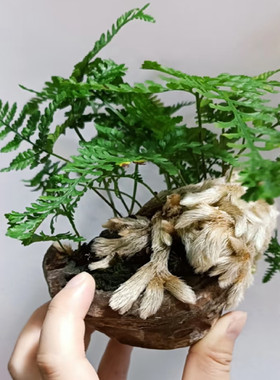脚蕨龙爪蕨根茎奇特桌面小盆景