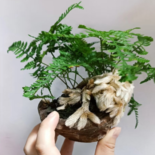 脚蕨龙爪蕨根茎奇特桌面小盆景狼尾蕨盆栽 新手易养植物
