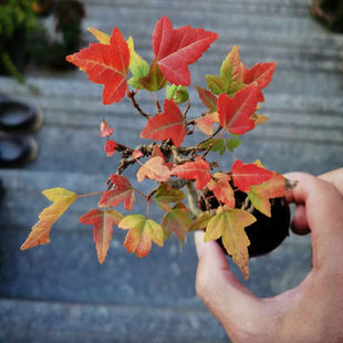 盆栽好养小盆景素材日本进口红枫唐枫小绿植树苗植物