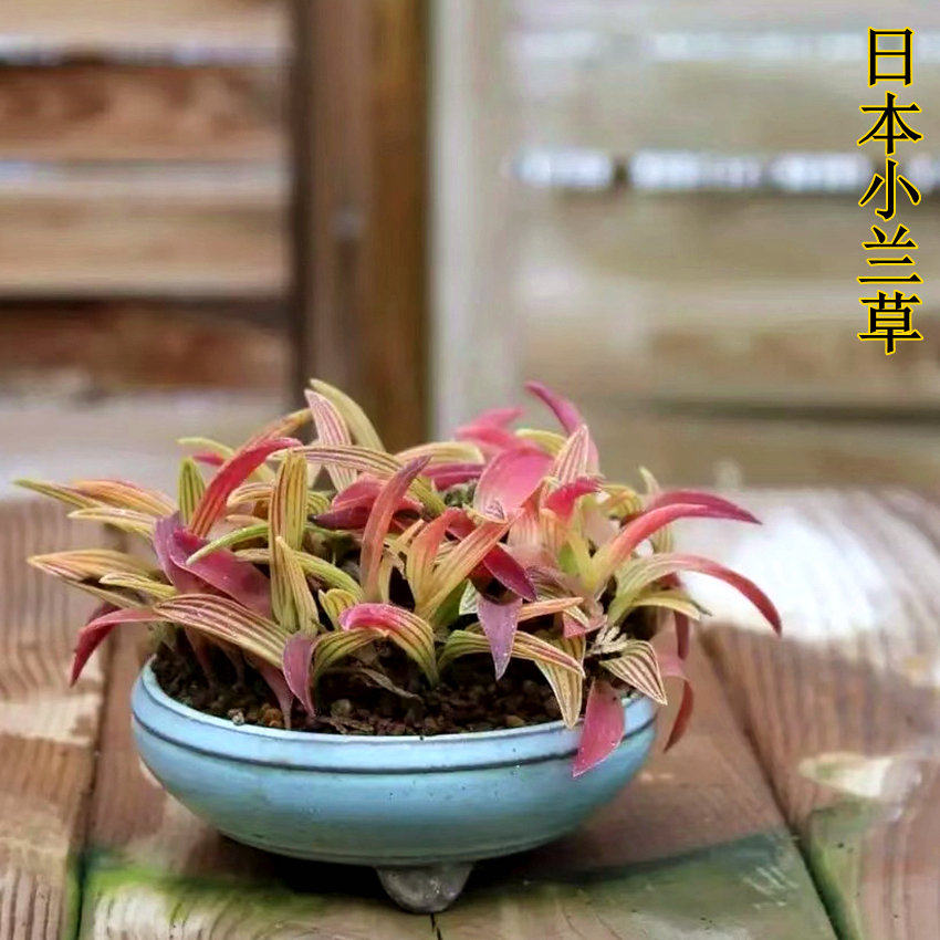 一朵基地缟蔓穗日本进口山野草兰花草平行线油点百合缟缦穗稿麦穗 酷品网