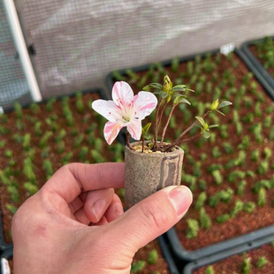 菊姬 桃美人 皋月杜鹃系列重瓣桃红色花绿植花卉盆栽室内桌面