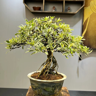 锦上添花新品白锦栀子花出锦花叶小叶盆栽可造型室内桌面