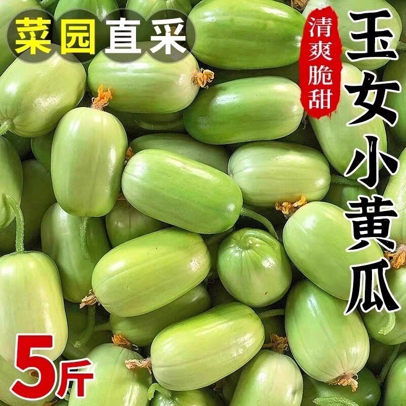 正宗小黄瓜新鲜拇指黄瓜青枣黄瓜脆甜多汁孕妇宝宝爱生吃