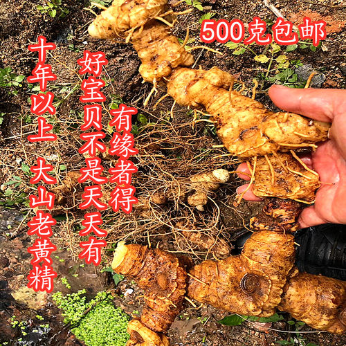 新鲜野生500克包邮滋补品