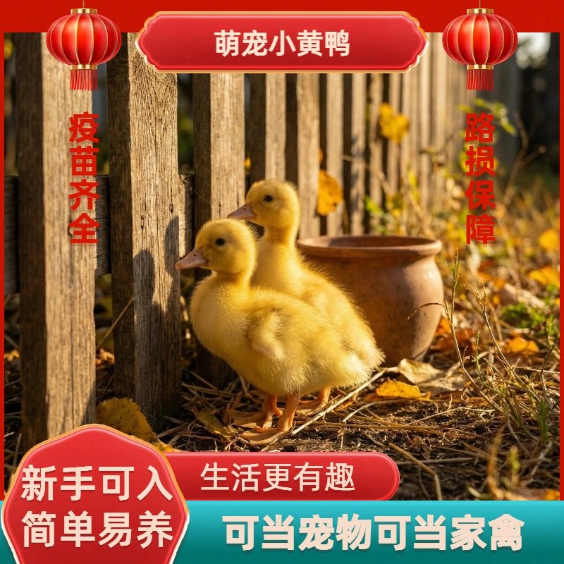 萌宠小黄鸭活体幼鸭宠物鸭子新手易养可当宠物可当家禽,宠物/宠物食品及用品,宠物鸭,淘宝优惠券,粉丝福利购,淘宝优惠卷