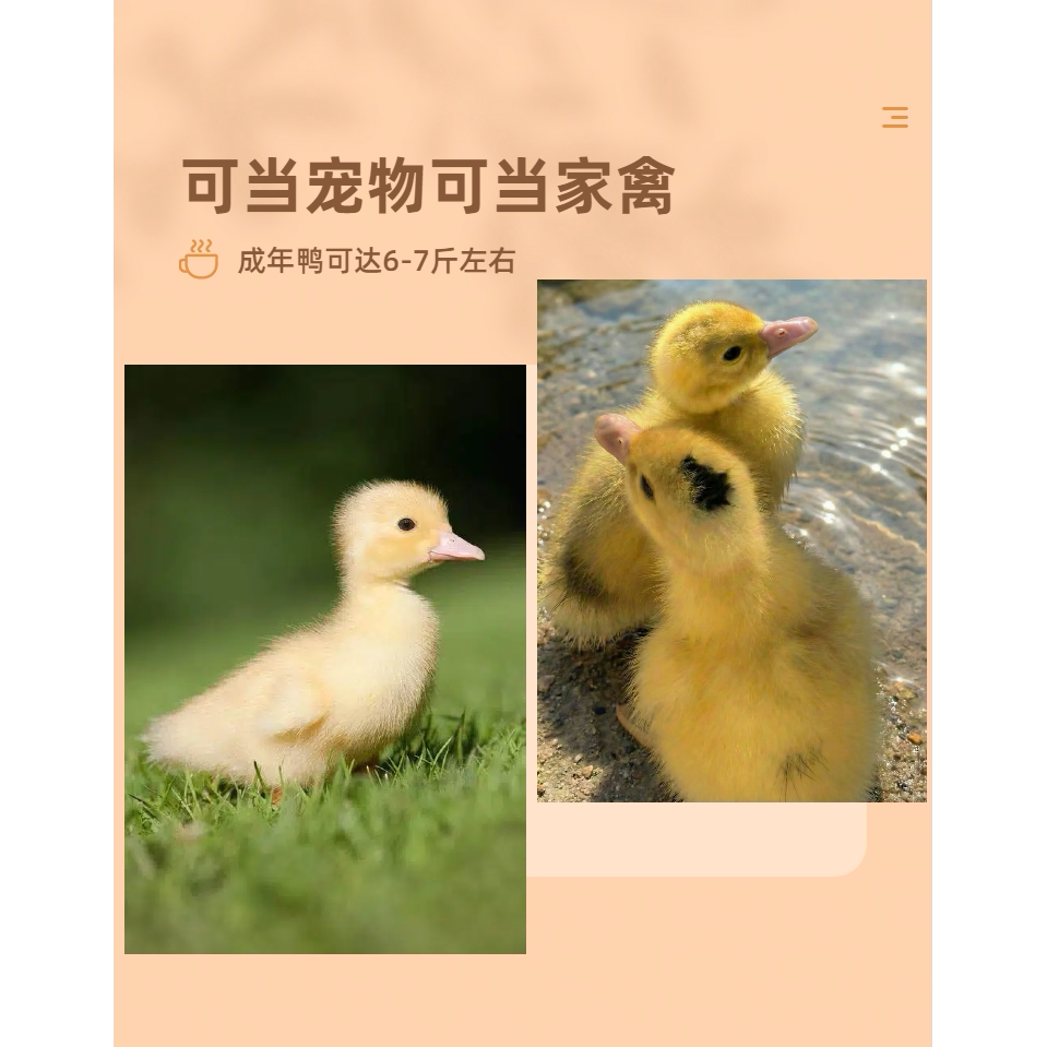 网红小黄鸭宠物可爱鸭活体幼崽新手可入精选品质路损保障