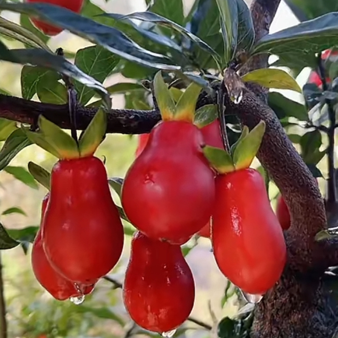 金弹子血钻品种嫁接桩