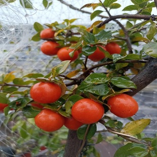 直播间下单金弹子盆景生桩熟桩公母树苗老桩重庆直播 包邮