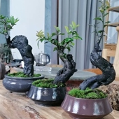 包邮 金弹子老鸦柿盆景全场20元 起嫁接热门品种一物一拍