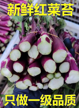 湖北新鲜红菜苔脆嫩可口菜心当季时令蔬菜露天种植纯天然洪山菜苔