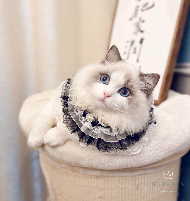 手工制猫咪宠物饰品项链萨摩项圈蝴蝶结蕾丝领结蓝猫蓝白围脖装饰
