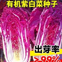 紫白菜種孑秋后大白菜蔬菜籽種子四季品種紫美人白菜籽大全千寶菜