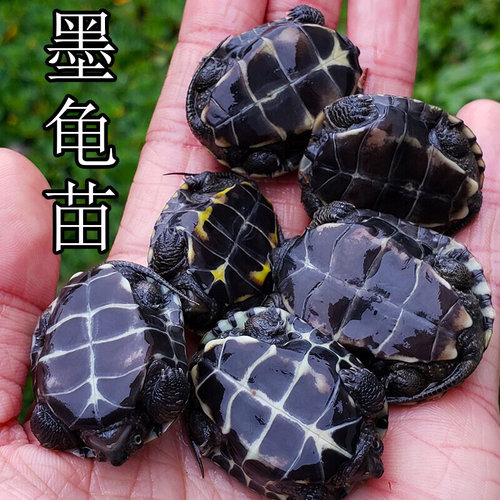 墨龟苗活体全黑小乌龟活物黑腹外塘中华草龟苗宠物水龟招财长寿龟