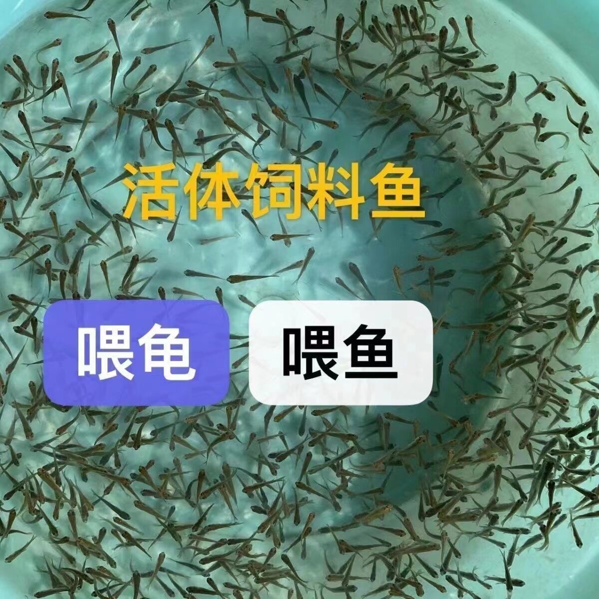 活体饲料鱼麦穗鱼小鱼苗喂龙鱼罗鱼