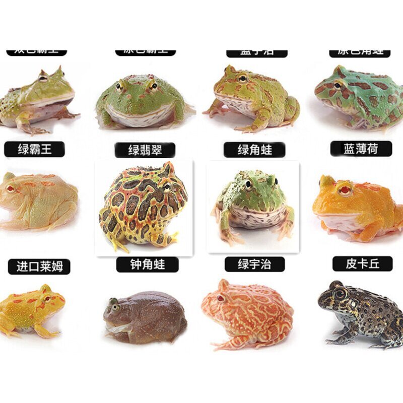 活体宠物青蛙蝌蚪黄金绿角蛙活物特色爬宠/鸣虫