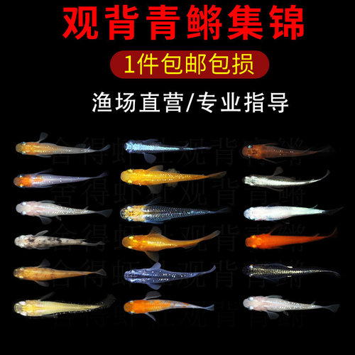 观背青鳉观赏鱼淡水微型鱼小热带活体干支贵妃鱼魔法鱼苗鱼卵成鱼