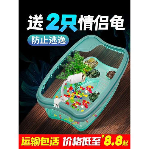 小乌龟活宠物观赏家养中华草龟珍珠巴西花龟小型好幼龟苗耐活体