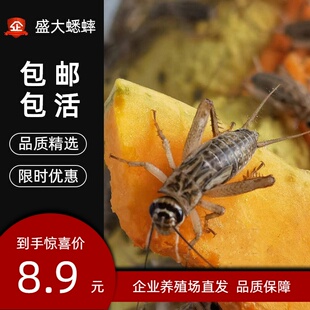 白蛐蛐蟋蟀活体饲料活物活虫蜥蜴守宫角蛙树蛙龙鱼鸟针头油葫芦