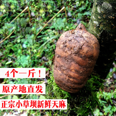 小草坝新鲜天麻买的越多越便宜