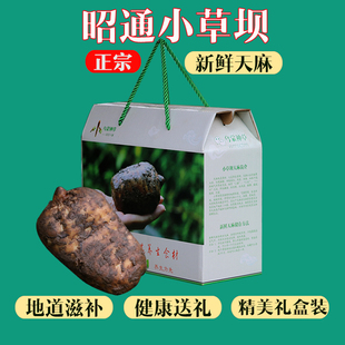 5斤礼盒装新鲜天麻特级正宗云南昭通小草坝仿野生天麻深山现挖