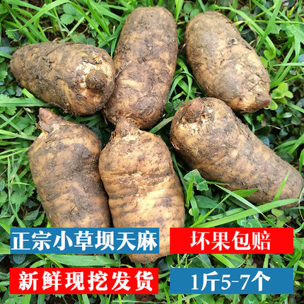 正宗云南昭通小草坝新鲜天麻5-7个500克包邮林下仿野生原产地直发