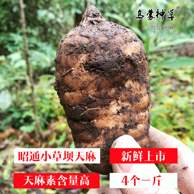 正宗云南昭通小草坝新鲜天麻仿野生天麻特级深山现挖乌天麻冬麻