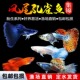 孔雀鱼凤尾鱼小型热带鱼苗淡水鱼好养耐活斑马鱼观赏鱼活体鱼包活