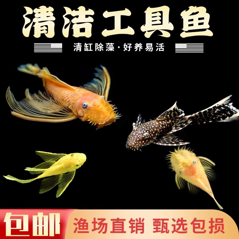 黄金胡子大帆小型活体清道夫清缸除藻清洁垃圾工具鱼耐活包邮促销