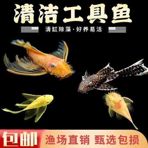 黄金胡子大帆小型活体清道夫清缸除藻清洁垃圾工具鱼耐活包邮促销