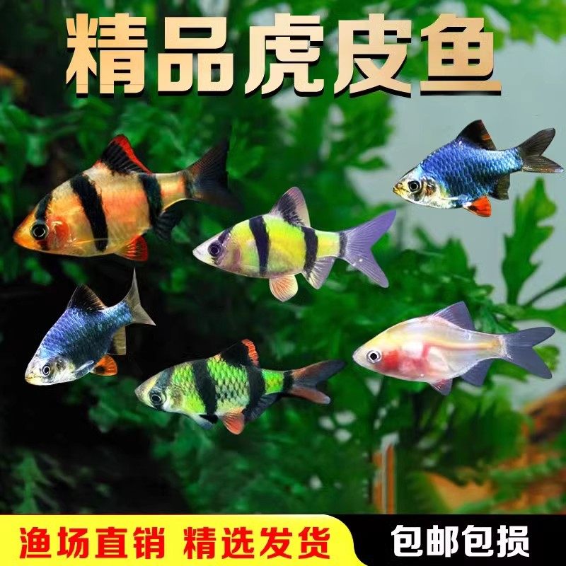 虎皮鱼金虎皮蓝虎皮热带鱼观赏鱼小型活体鱼新手好养宠物鱼群游鱼,宠物/宠物食品及用品,鱼,淘宝优惠券,粉丝福利购,淘宝优惠卷
