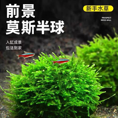 苔藓类新手淡水鱼缸懒人阴性