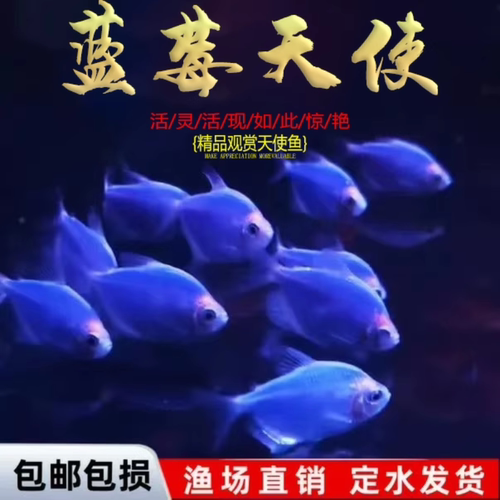 天使鱼观赏鱼大号群游懒人小型淡水好养耐活红天使老虎热带鱼鱼苗