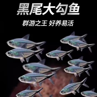 黑尾大勾鱼群游热带观赏鱼淡水草缸灯科鱼红绿灯鱼扯旗小型活体鱼