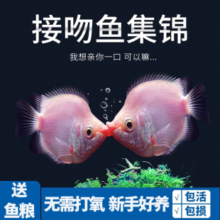 彩群鱼接吻鱼小型热带观赏鱼活鱼七彩活体鱼淡水鱼好养易活亲嘴鱼