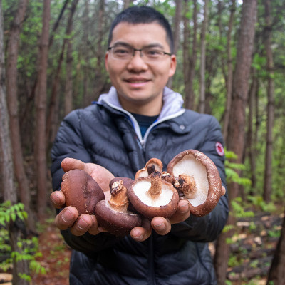 天然椴木香菇冬菇肉质厚实无添加