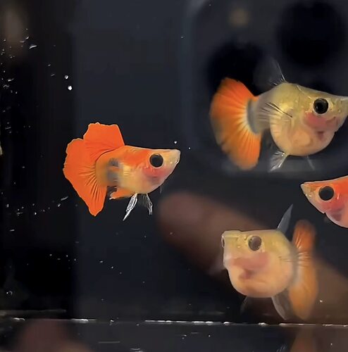 红礼服深海蓝玻璃猫球体孔雀鱼热带小型观赏鱼卡姿兰大眼睛水族