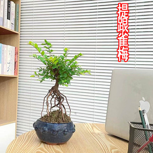 提跟雀梅盆景紫砂盆小植物书房茶桌禅意好养小绿植办公室喜阳植物