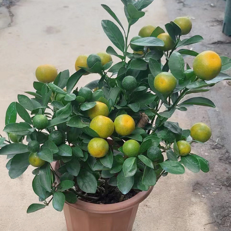 四季桔盆栽好养带果年桔盆景金桔橘子树苗客厅阳台年宵花卉吸甲醛