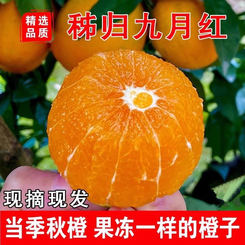 正宗秭归九月红果冻橙当季皮薄无籽多汁现摘包邮新鲜橙味十足