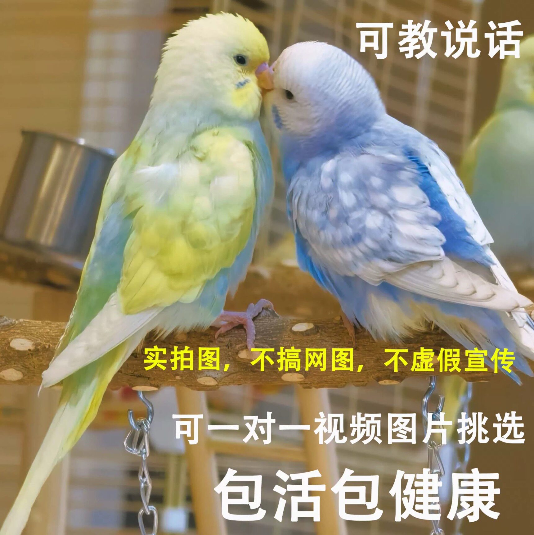 金彩鹦鹉虎皮鹦鹉鸟类小鸟会学说话的鸟手养宠物小型鹦鹉一公一母