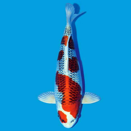 大小巨型进口日本纯种孔雀锦鲤活体宠物鱼风水发财冷水观赏鱼苗