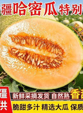 正宗新疆哈密瓜吐鲁番西州蜜25号