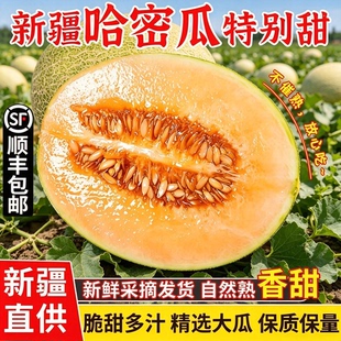 正宗新疆哈密瓜新鲜一箱吐鲁番西州蜜25号应当季现摘蜜瓜整箱包邮