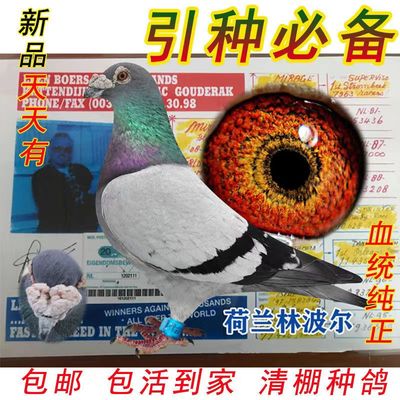 天落信鸽种鸽回血成绩鸽包活健康