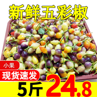 5斤广西七彩椒辣椒新鲜五色椒当季珍珠灯笼圆中小果下饭菜开胃吃