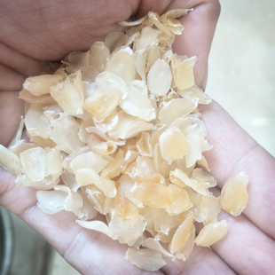 云南德宏梁河皂角米雪莲子绿色软糯丝滑单夹土特产微黄粥食材100g