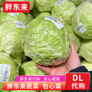 胖东来蔬菜 包菜定向种植甘蓝包菜包心菜新鲜 安心蔬菜正品代购