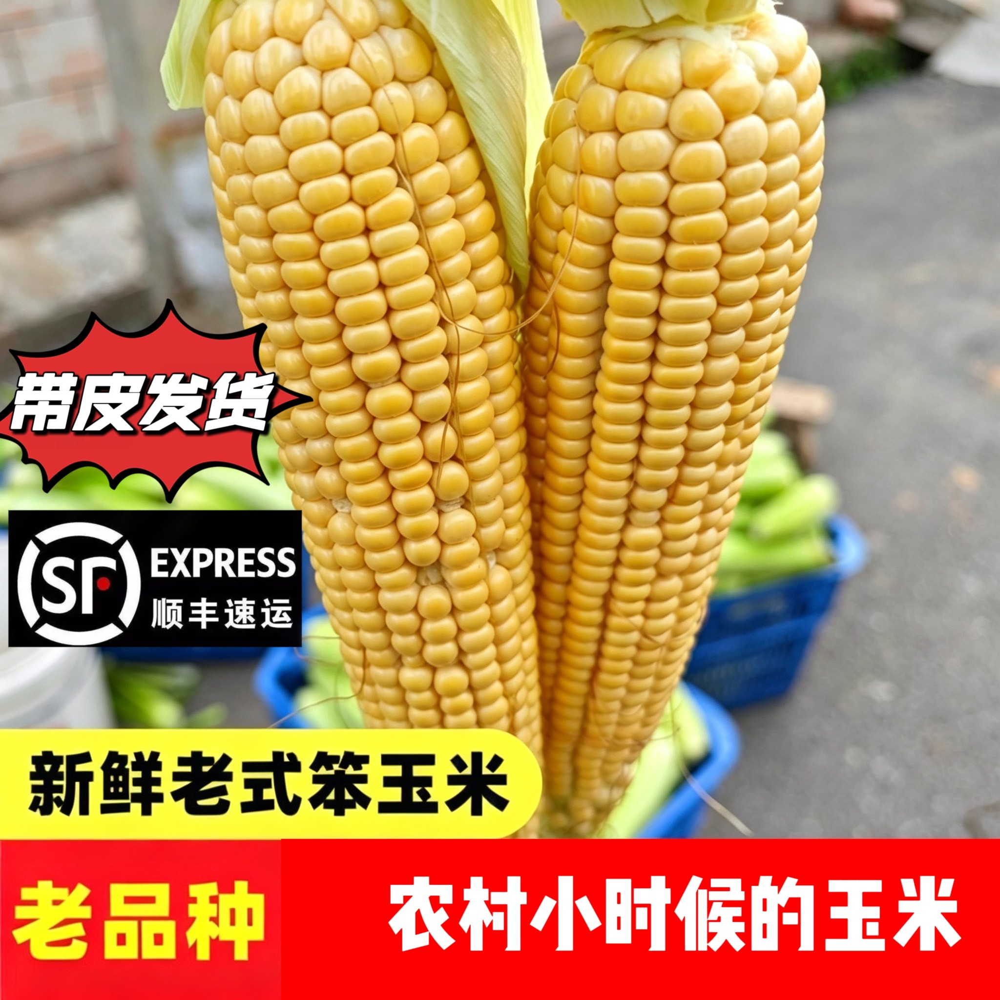 北京平谷现发农家即食玉米不糯