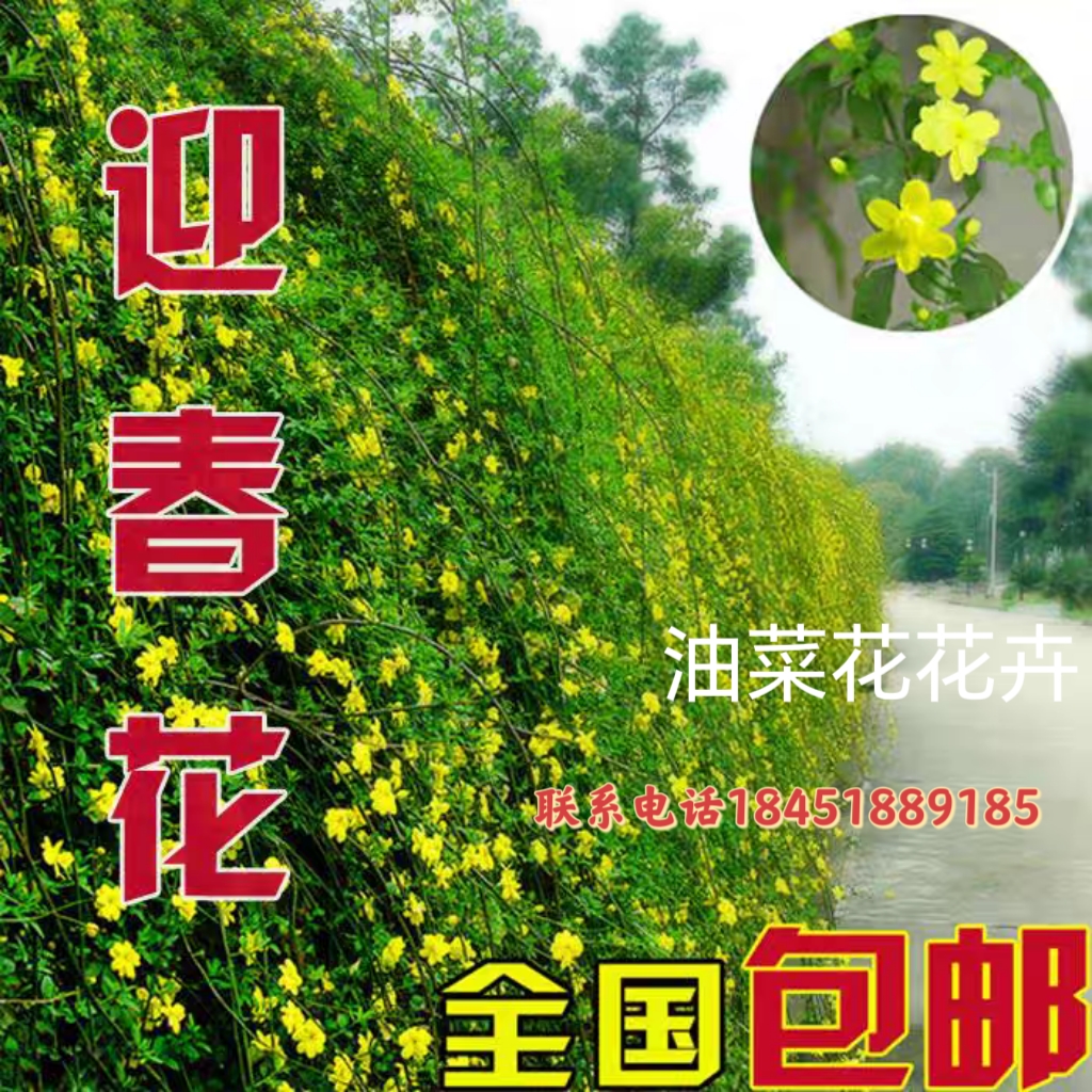 迎春花树苗盆景连翘老桩盆栽室内阳台庭院爬藤垂吊花卉报春花植物