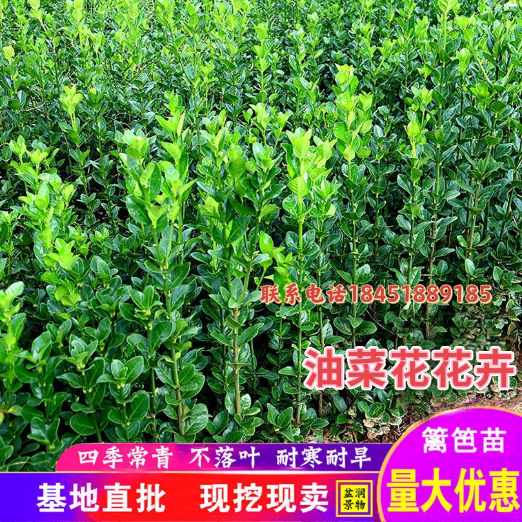 冬青新款金叶黄杨金树苗连翘迎春花锦带水蜡火棘小叶女贞绣线菊